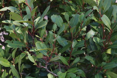 Pterocelastrus echinatus