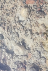 Amphibola crenata