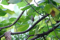 Picumnus innominatus