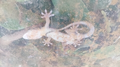 Gekko chinensis