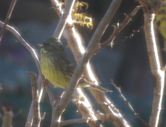 Emberiza