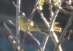 Emberiza