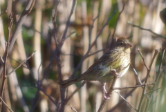 Emberiza