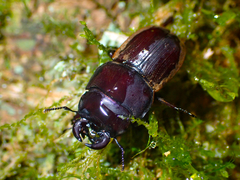 Geodorcus helmsi