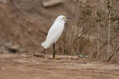 Egretta thula