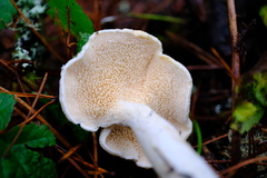 Hydnum washingtonianum