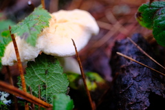 Hydnum washingtonianum