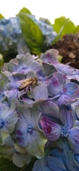 Hydrangea macrophylla