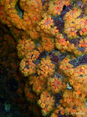 Tubastraea