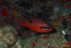 Apogon maculatus