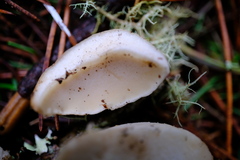 Boletus edulis grandedulis