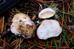 Boletus edulis grandedulis