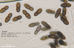 Splanchnonema ampullaceum