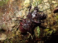 Geodorcus helmsi