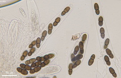 Splanchnonema ampullaceum