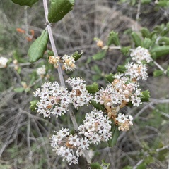Ceanothus crassifolius