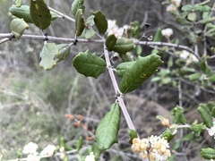 Ceanothus crassifolius