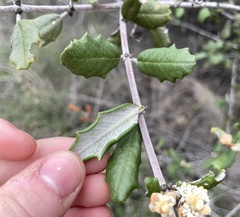 Ceanothus crassifolius