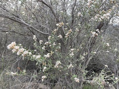 Ceanothus crassifolius