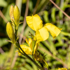 Goodenia decurrens