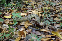 Crotalus tzabcan