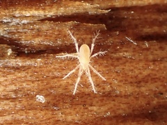 Rhagidiidae