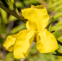 Goodenia decurrens
