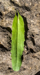 Goodenia decurrens
