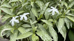 Tabernaemontana divaricata