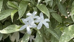 Tabernaemontana divaricata