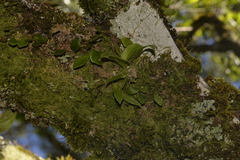 Sarcochilus falcatus