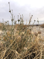 Funastrum hirtellum
