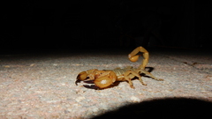 Urodacus yaschenkoi