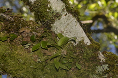 Sarcochilus falcatus