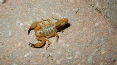 Urodacus yaschenkoi