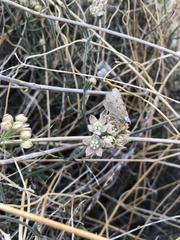 Funastrum hirtellum