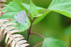Celastrina