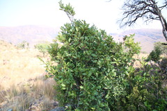 Pterocelastrus echinatus