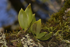 Sarcochilus falcatus