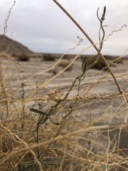 Funastrum hirtellum