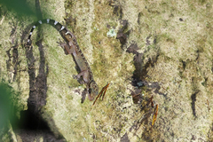 Cyrtodactylus