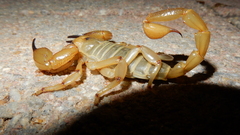 Urodacus yaschenkoi