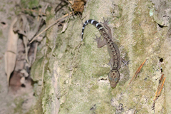 Cyrtodactylus