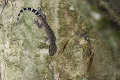 Cyrtodactylus