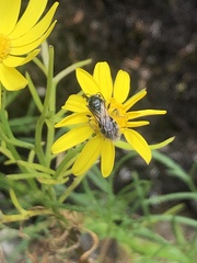 Chilalictus