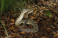 Crotalus tzabcan