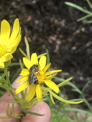 Chilalictus