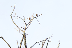 Turdus obscurus