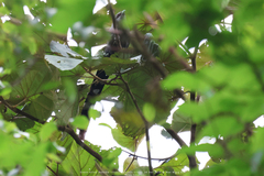 Phaenicophaeus tristis