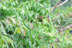 Pericrocotus solaris